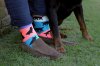 Man's Best Friend Socks