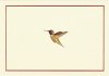 Hummingbird Flight Note Cards