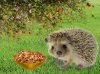 Hedgehog Food