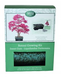 Grow Your Own Bonsai Sweet Gum Tree
